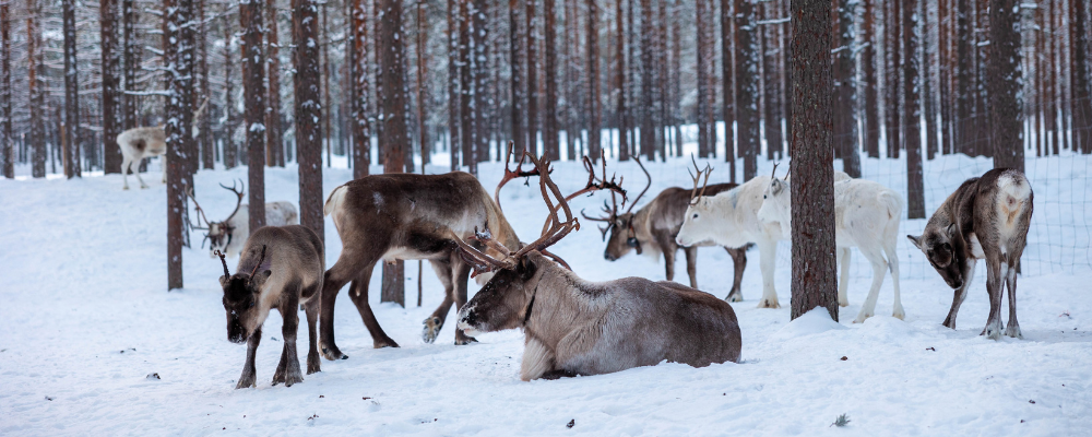 Laponie voyage groupe